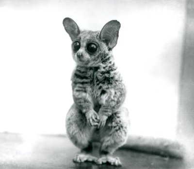 Un Galago moholi, o bushbaby de Mohol en el Zoológico de Londres, 12 de septiembre de 1913 de Frederick William Bond